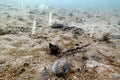 Queen Scallop, Slender Sea Pen & Sea Mouse Royalty Free Stock Photo