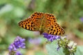 The Queen of Spain fritillary butterfly , Issoria lathonia