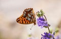Issoria lathonia , the Queen of Spain fritillary butterfly , butterflies of Iran