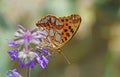 The Queen of Spain fritillary butterfly , Issoria lathonia