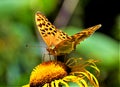 The Queen of Spain fritillary butterfly (Issoria lathonia Royalty Free Stock Photo