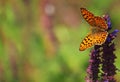 The Queen of Spain fritillary butterfly, Issoria lathonia Royalty Free Stock Photo