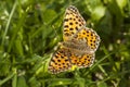 Queen of Spain Fritillary butterfly, Issoria lathonia Royalty Free Stock Photo