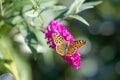 Queen of Spain fritillary butterfly - Issoria lathonia - sitting on pink butterfly bush in summer garden.. Butterfly with orange w Royalty Free Stock Photo