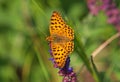 The Queen of Spain fritillary butterfly, Issoria lathonia Royalty Free Stock Photo