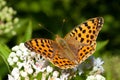 Queen of Spain fritillary / Issoria lathonia Royalty Free Stock Photo