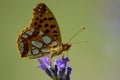 The Queen of Spain fritillary Issoria lathonia Royalty Free Stock Photo