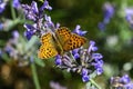 Queen of Spain fritillary Issoria lathonia is a butterfly of the family Nymphalidae Royalty Free Stock Photo