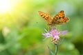 The Queen of Spain Fritillary Issoria lathonia, butterfly of the family Nymphalidae. Royalty Free Stock Photo