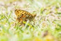 Queen of spain fritillary, issoria lathonia, butterfly resting in a meadow Royalty Free Stock Photo