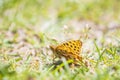 Queen of spain fritillary  issoria lathonia  butterfly resting in a meadow Royalty Free Stock Photo