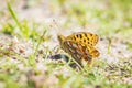 Queen of spain fritillary, issoria lathonia, butterfly resting in a meadow Royalty Free Stock Photo