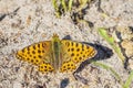 Queen of spain fritillary, issoria lathonia, butterfly resting in a meadow open wings Royalty Free Stock Photo