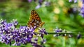 Queen of Spain fritillary Issoria lathonia in profile on the blue lavender Royalty Free Stock Photo