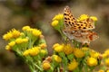 Queen of Spain fritillary