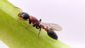 Queen Tetraponera Royalty Free Stock Photo