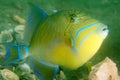 Queen Triggerfish Royalty Free Stock Photo