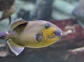 Queen triggerfish Royalty Free Stock Photo