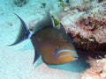 Queen Triggerfish Royalty Free Stock Photo