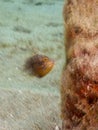 Queen triggerfish, Balistes vetula. CuraÃÂ§ao, Lesser Antilles, Caribbean Royalty Free Stock Photo