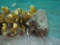 Queen triggerfish, Balistes vetula. CuraÃÂ§ao, Lesser Antilles, Caribbean Royalty Free Stock Photo