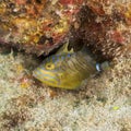 Queen triggerfish, Balistes vetula. CuraÃÂ§ao, Lesser Antilles, Caribbean Royalty Free Stock Photo