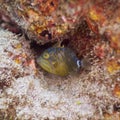 Queen triggerfish, Balistes vetula. CuraÃÂ§ao, Lesser Antilles, Caribbean Royalty Free Stock Photo