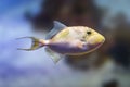 Queen Triggerfish - Marine fish Royalty Free Stock Photo