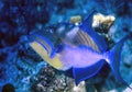 Queen Triggerfish Royalty Free Stock Photo