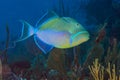 Queen triggerfish Royalty Free Stock Photo