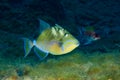 Queen triggerfish are some of the most distinguishable fish on the reef in Flower Garden Banks National Marine Sanctuary. Royalty Free Stock Photo