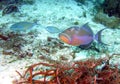 Queen Triggerfish w/ Parrotfishes Royalty Free Stock Photo