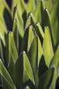 Queen Victoria agave