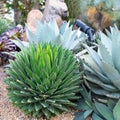 Succulent plants, Agaves plants in flowerbed - Agave havardiana, Agave victoriae-reginae, Queen Victoria's Agave
