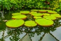 Queen victoria water lily, tropical aquatic flowering plant with large leaves, beautiful water plant, exotic specie from the Royalty Free Stock Photo