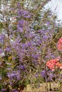 Queen Wreath Flowers