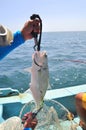 Queenfish is hooked in the sea