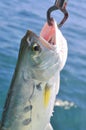 Queenfish is hooked in the sea Royalty Free Stock Photo
