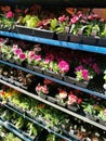 Flowers and Flower Seedlings in a Market Stall on Liberty Avenue, Queens, New York