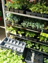 Vegetable Seedlings in a Market Stall on Liberty Avenue, Queens, New York