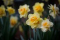 Queensday Daffodil Blooming Royalty Free Stock Photo