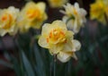 Queensday Daffodil Centered Royalty Free Stock Photo