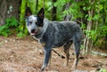 Queensland Blue Heeler Cattle Dog Royalty Free Stock Photo