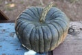 Queensland Blue Pumpkin squash rustic outdoor setting