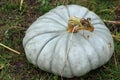 Queensland blue pumpkin squash