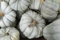 Queensland Blue pumpkins