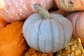 Queensland blue squash