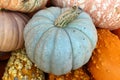 Queensland blue squash