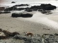 Queensland heeler australian cattle dog on cayucos beach with rocks Royalty Free Stock Photo