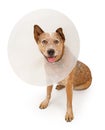 Queensland Heeler Dog Wearing A Cone Royalty Free Stock Photo